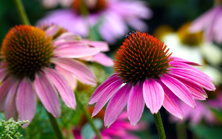 Il settimo"Body guard" per l'immunità del bambino: l'echinacea