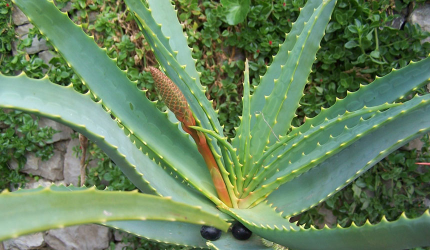 aloe arborescens