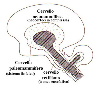 cervello neomammifero