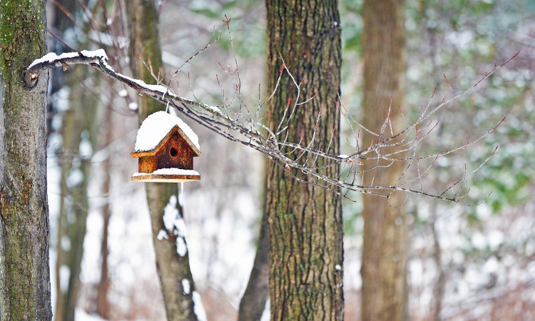 Il ruolo del riposo invernale: come ricaricare le energie vitali