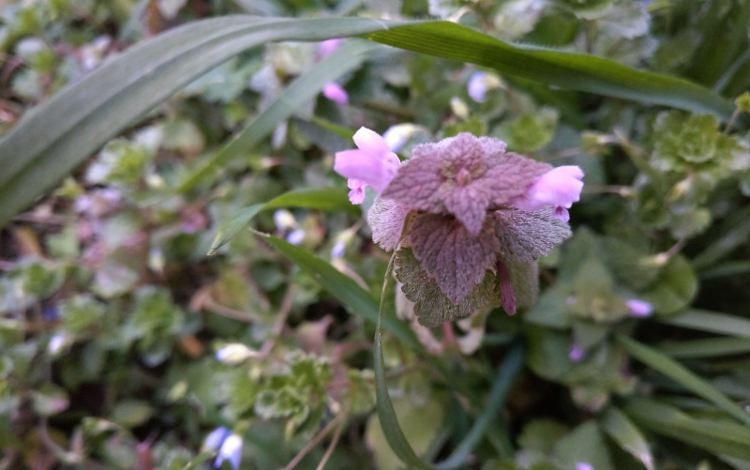 Mangiando fiori: Lamio purpureo fritto
