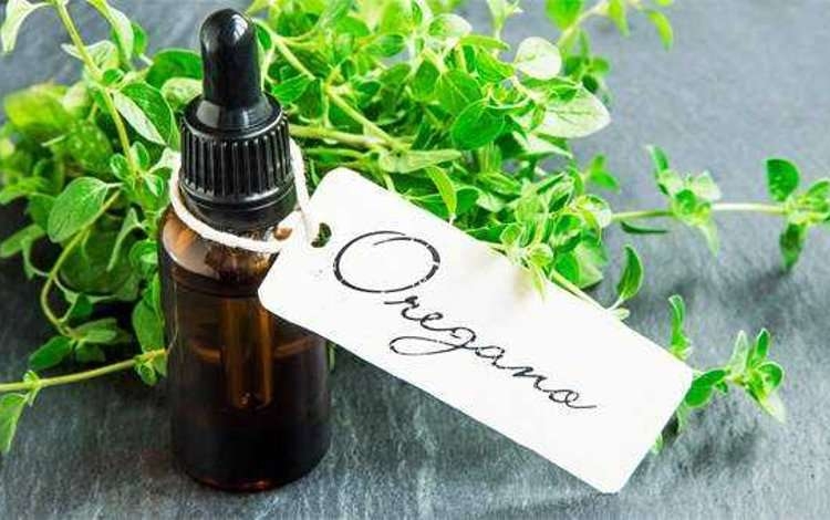 L’origano: il supereroe degli oli essenziali