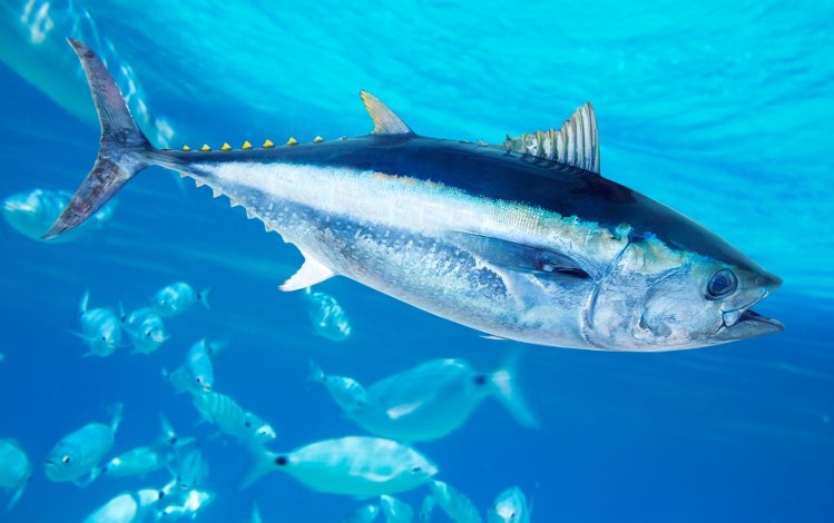 Come il selenio presente nel pesce può rendere innocuo il mercurio