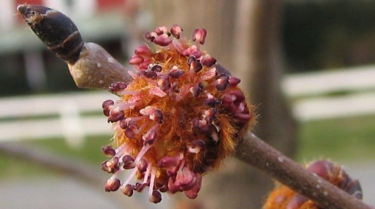 La natura ci protegge con le GEMME