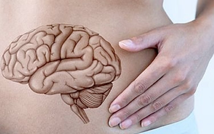 L'intestino, il nostro secondo cervello