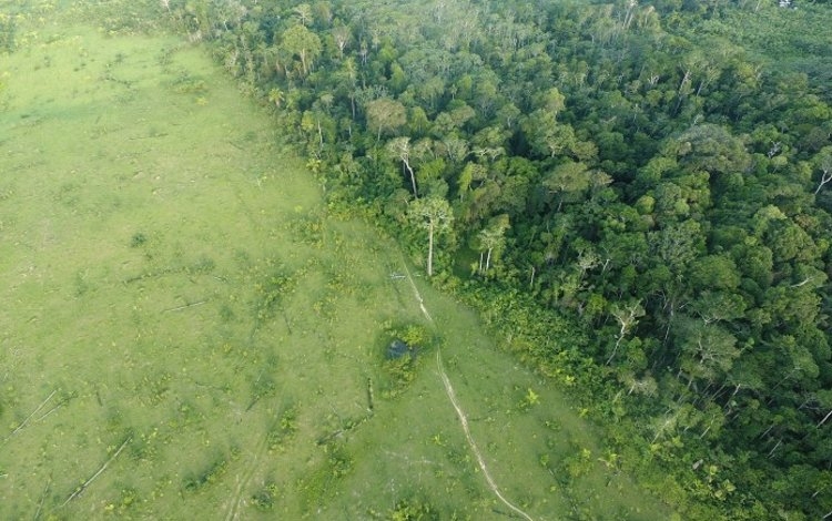 SOS AMAZZONIA Benefit Festival