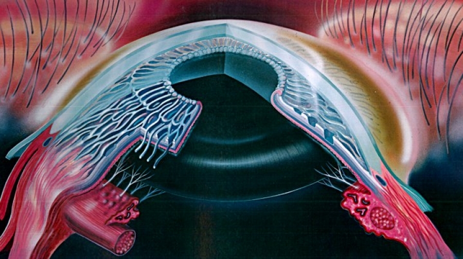 Iridologia on-line: “occhio” alle frodi